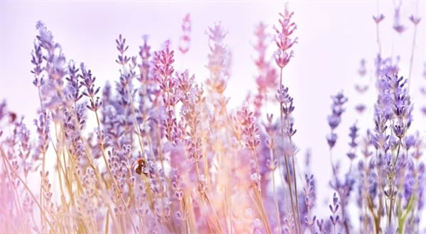 Šéf Yves Rocher v Česku: Botanik, pěstitel, výrobce, distributor, prodejce