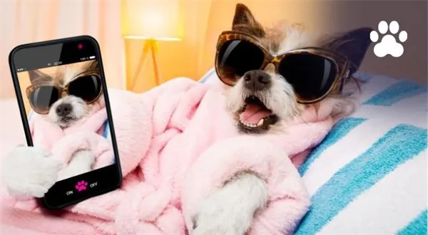 Obojek od Vuittona i adventní kalendář. Majitelé psů chtějí luxus, šetří radši jinde