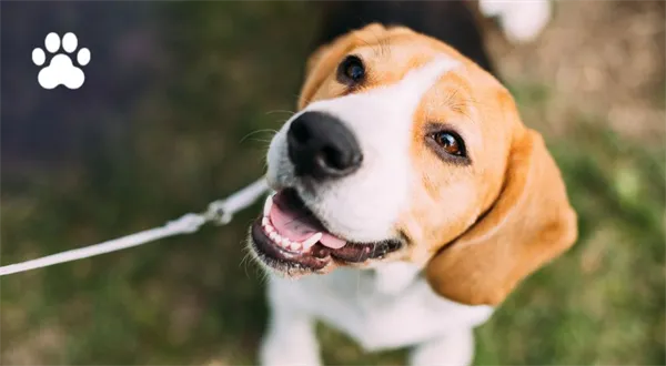 Znáte trendy v péči o psy? High-tech, bio a styl v hlavní roli