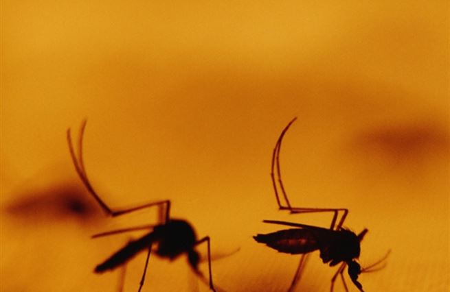 Malárie: Zabiják lidí i ekonomického růstu