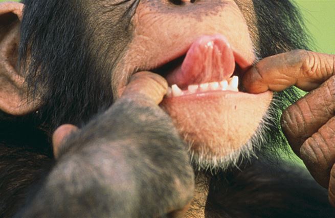 Kovaná ekonomie: Šerm, šimpanzi a šílenec