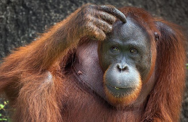 Levné máslo sežral orangutan!