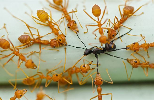 Padesát odstínů mraveniště. Každý jsme extremista