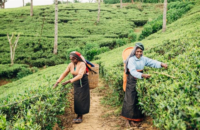 Zákaz umělých hnojiv a ekonomika v troskách. Srí Lance sázka na čínskou pomoc nevyšla
