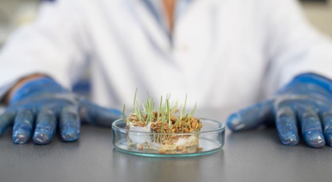 Konspirační teorie: Geneticky modifikované potraviny